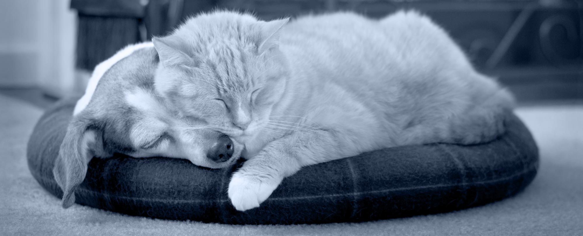 Forever Friends Pet Crematorium