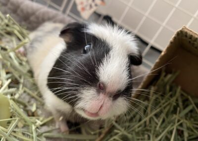 My little girl, my pretty piggy, my silly Skrunkles - thank you for everything. If love could have saved you, you would have lived forever; I loved you for your whole life, and I'll miss you for the rest of mine.